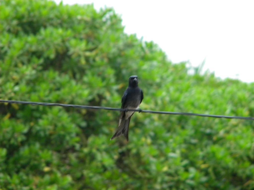 Guest @ Wadduwa Villa Panadura Exterior photo