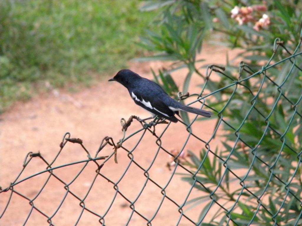 Guest @ Wadduwa Villa Panadura Exterior photo